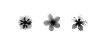 X-Ray Frangipani Triptych-Bert Meyers-Stretched Canvas