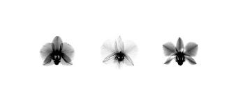 X-Ray Orchid Triptych-Bert Myers-Mounted Giclee Print