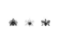 X-Ray Orchid Triptych-Bert Myers-Art Print