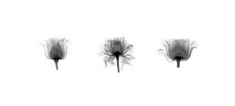 X-Ray Orchid Triptych-Bert Myers-Art Print