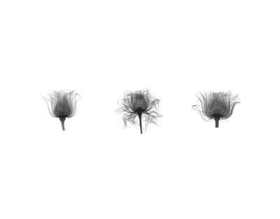 'X-Ray Nautilus Triptych' Prints - Bert Myers | AllPosters.com