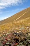 Caucasian Brown Frog (Rana Macrocnemis - Holtzi) In Habitat-Bert Willaert-Photographic Print