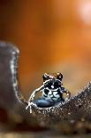 Titicaca Water Frog (Telmatobius Culeus) Underwater Resting on the Lake Bed, Lake Titicaca, Bolivia-Bert Willaert-Photographic Print