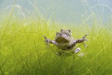 Caucasian Brown Frog (Rana Macrocnemis - Holtzi) In Habitat-Bert Willaert-Photographic Print