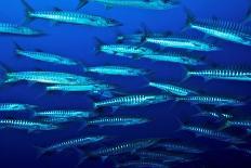 School of Blackfin barracuda, Kimbe Bay, Papua New Guinea-Bert Willaert-Photographic Print