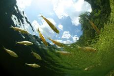 School of Blackfin barracuda, Kimbe Bay, Papua New Guinea-Bert Willaert-Photographic Print