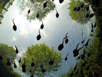 Tadpoles Of The Common Toad (Bufo Bufo) Swimming Seen From Below, Belgium, June-Bert Willaert-Photographic Print