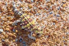 Marbled Poison Dart Frog (Epipedobates Boulengeri) On Leaf, Ecuador-Bert Willaert-Photographic Print