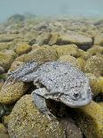 Titicaca Water Frog (Telmatobius Culeus) Underwater Resting on the Lake Bed, Lake Titicaca, Bolivia-Bert Willaert-Framed Photographic Print