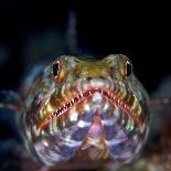 Pair Of Common Toads (Bufo Bufo) In Amplexus Underwater, Belgium, March-Bert Willaert-Photographic Print