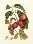 Island Fruits III-Berthe Hoola Van Nooten-Art Print