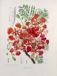 Poinciana Regia-Berthe Hoola Van Nooten-Giclee Print