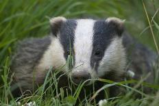 Adult Badger (Meles Meles) in Long Grass, Dorset, England, UK, July-Bertie Gregory-Photographic Print