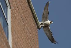 Adult Female Peregrine Falcon (Falco Peregrinus) Taking Flight from the Roof an Office Block-Bertie Gregory-Photographic Print