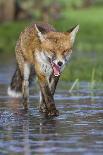 Young Red Fox (Vulpes Vulpes) Walking over Ice of Frozen Pond in Garden, Bristol, UK, February-Bertie Gregory-Photographic Print