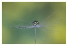 Star of dandelion-bertrand kulik-Photographic Print