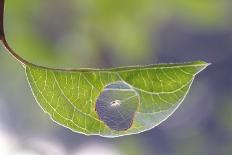 Star of dandelion-bertrand kulik-Mounted Photographic Print