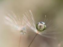 Star of dandelion-bertrand kulik-Framed Photographic Print