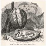 The Fruit of the Cocoa (Or Chocolate) Plant Theobroma Cacao-Berveiller-Mounted Premium Giclee Print