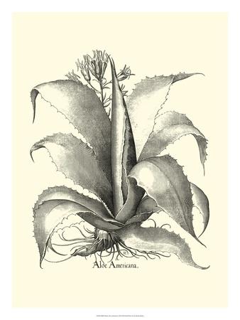 Besler Aloe Americana