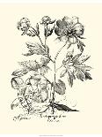 Cactus: Opuntia, 1613-Besler Basilius-Giclee Print
