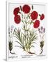Gramercy White