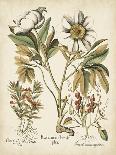 Water Lily, 1613-Besler Basilius-Giclee Print