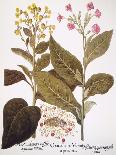 Water Lily, 1613-Besler Basilius-Giclee Print