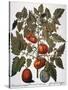 Stretched Canvas