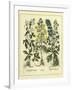 Besler Floral I-Besler Basilius-Framed Art Print