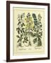 Besler Floral I-Besler Basilius-Framed Art Print