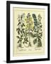 Besler Floral I-Besler Basilius-Framed Art Print