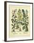 Besler Floral I-Besler Basilius-Framed Art Print