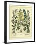 Besler Floral I-Besler Basilius-Framed Art Print