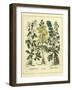 Besler Floral I-Besler Basilius-Framed Art Print