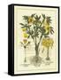 Besler Floral II-Besler Basilius-Framed Stretched Canvas