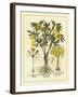 Besler Floral II-Besler Basilius-Framed Art Print