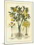 Besler Floral II-Besler Basilius-Mounted Art Print