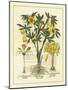 Besler Floral II-Besler Basilius-Mounted Art Print