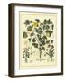 Besler Floral VI-Besler Basilius-Framed Art Print