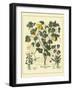 Besler Floral VI-Besler Basilius-Framed Art Print