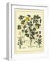 Besler Floral VI-Besler Basilius-Framed Art Print