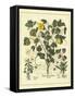 Besler Floral VI-Besler Basilius-Framed Stretched Canvas