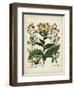 Besler Florilegium I-Basilius Besler-Framed Art Print