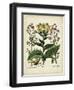 Besler Florilegium I-Basilius Besler-Framed Art Print