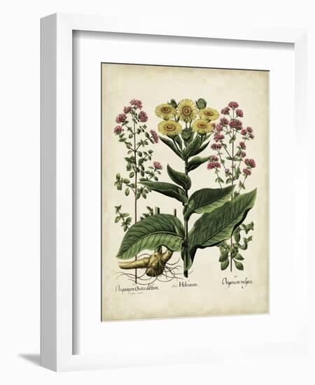 Besler Florilegium I-Basilius Besler-Framed Art Print