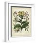 Besler Florilegium I-Basilius Besler-Framed Art Print