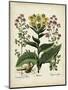 Besler Florilegium I-Basilius Besler-Mounted Art Print