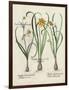 Besler Narcissus I-Basilus Besler-Framed Art Print