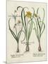 Besler Narcissus I-Basilus Besler-Mounted Art Print